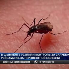 Лихорадкой Денге заболели казахстанцы прибывшие из Тайланда