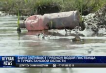 Бани загрязняют сточной водой пастбища в Туркестанской области