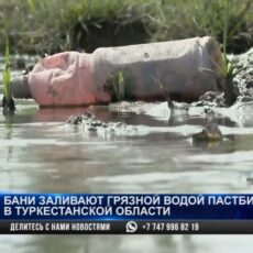 Бани загрязняют сточной водой пастбища в Туркестанской области