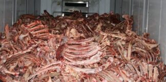 В Туркестанской области запустят бизнес «на костях»