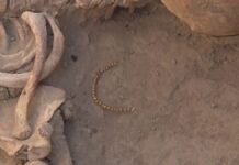 Древние золотые серьги нашли археологи в Туркестанской области