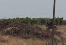 Подробности гибели 8-летнего ребенка на винограднике в Туркестанской области