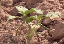 С нехваткой воды и гибелью урожая столкнулись фермеры