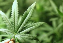 Обиженная жена сдала полиции мужа за выращивание конопли в огороде