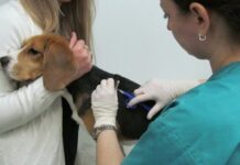 А у ваших Бобика и Мурзика уже есть чип?