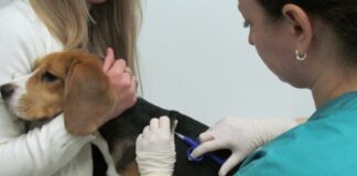 А у ваших Бобика и Мурзика уже есть чип?