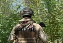 Тонну растущей конопли обнаружили полицейские в Туркестанской области