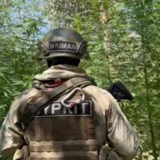 Тонну растущей конопли обнаружили полицейские в Туркестанской области