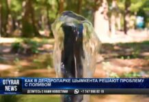 Как в дендропарке Шымкента решают проблему с поливом