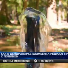 Как в дендропарке Шымкента решают проблему с поливом