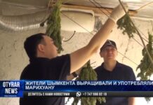 Задержаны организаторы нарколаборатории в Туркестанской области