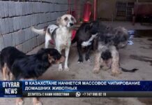 Массовое чипирование кошек и собак началось в Казахстане