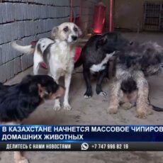 Массовое чипирование кошек и собак началось в Казахстане