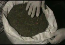 Полный мешок марихуаны нашли у пассажирки такси в Шымкенте