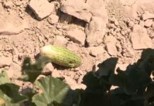 Засуха ждет три региона Казахстана в августе