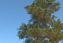 Больше миллиарда тенге направят в Казахстане на предотвращение лесных пожаров