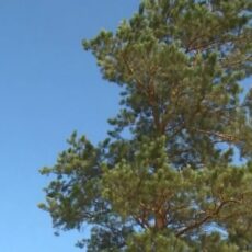 Больше миллиарда тенге направят в Казахстане на предотвращение лесных пожаров