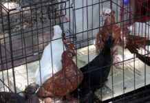 Выставка разномастных голубей прошла в зоопарке Шымкента В Шымкенте прошла международная выставка голубей