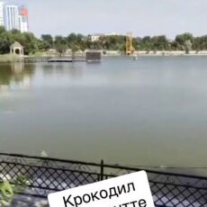 В шымкентском искусственном озере завелся крокодил?