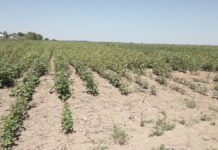 Потерять урожай из-за долгостроя могут фермеры в Туркестанской области