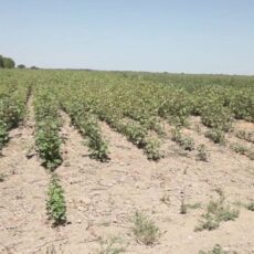 Потерять урожай из-за долгостроя могут фермеры в Туркестанской области