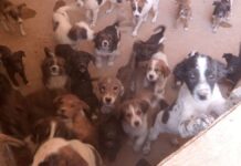 Депутаты обсудят закон о защите животных