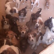 Депутаты обсудят закон о защите животных