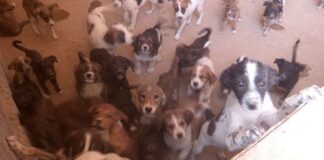 Депутаты обсудят закон о защите животных