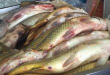 Как часто вы едите рыбу?