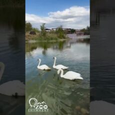 Лебедей из парка Кен-баба подарили зоопарку Шымкента