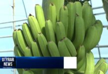 Бананы, папайя и манго растут в Туркестанской области