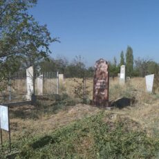 Бродячие собаки раскапывают могилы людей в Шымкенте