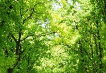 Как акимат будет решать экологические проблемы Шымкента