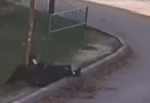 Молодая мама дала отпор грабителю в Шымкенте