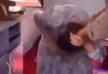 Свекровь бьет невестку: шокирующее видео прокомментировали в ДП Шымкента