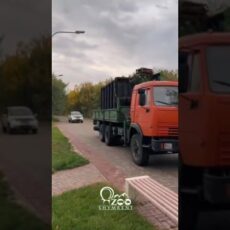 Бегемот по кличке «Мушкетер» появился в зоопарке
