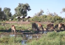 Бухарских оленей в дикую природу выпустили в Туркестанской области
