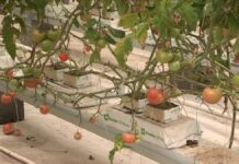 Владельцам теплиц, пострадавшим от снегопада заплатят дотации