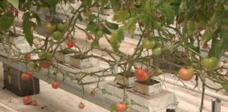 Владельцам теплиц, пострадавшим от снегопада заплатят дотации