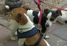 Живодеров в Казахстане стали чаще наказывать