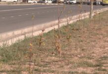 5,5 тысяч засохших палок, вместо деревьев: на что потратили 62 млн бюджетных денег в Шымкенте