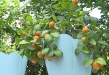 В шымкентских школах построили теплицы