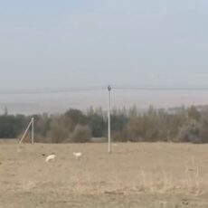 270 незаконно выделенных участков выявили прокуроры в Туркестанской области