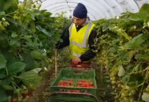 Сколько казахстанцы зарабатывают на фермах в Англии?