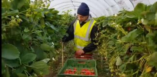 Сколько казахстанцы зарабатывают на фермах в Англии?