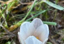 В Шымкенте расцвели первые подснежники