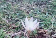 Подснежники в январе расцвели в Туркестанской области