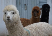 Очаровательные, милые и дружелюбные альпаки в шымкентском зоопарке