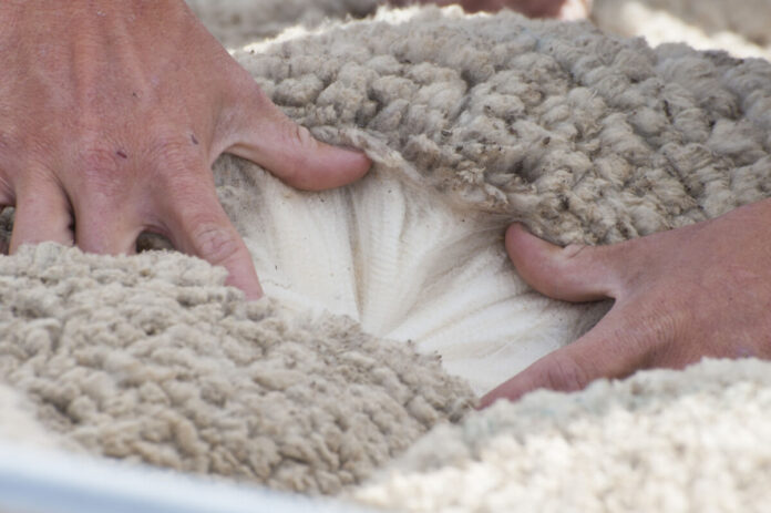 Wool Classing in Australia.