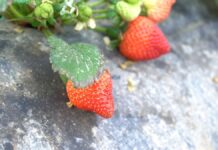 Клубничным бизнесом занимается многодетная семья в Шымкенте